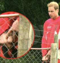 prince-william-peeing.png prince-william-peeing.png